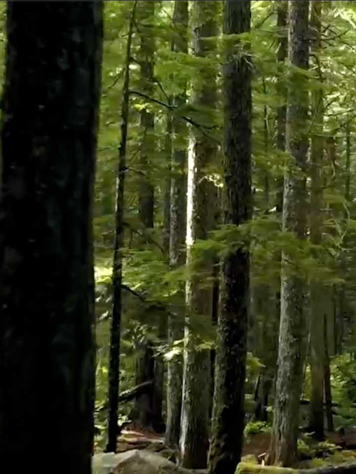 Smart Green Trees