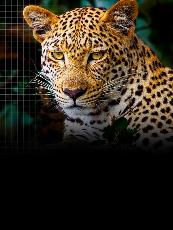 Vidéo LG TV comparant image de léopard avant et après amélioration, illustrant l'optimisation des détails par AI Picture Pro.
