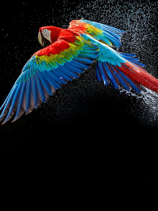 Écran LG OLED TV avec de vives plumes de perroquet, illustrant des couleurs réalistes.