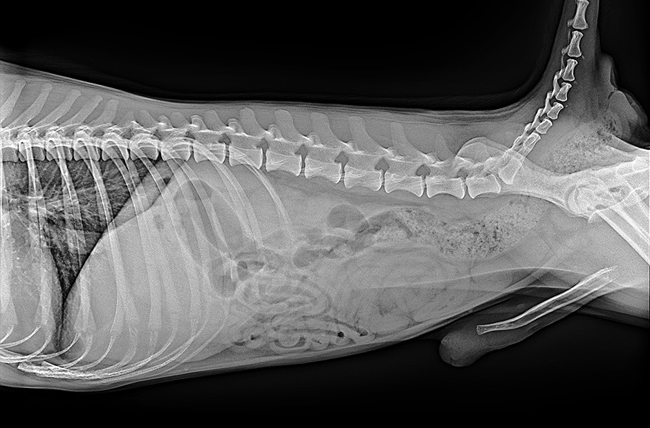 haute résolution et résultats clairs du diagnostic par imagerie en utilisant le LG DXD