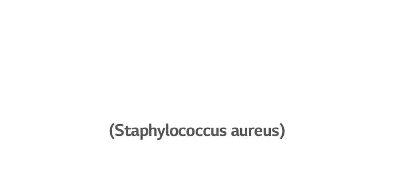 Le staphylococcus aureus, une bactérie qui cause des infections de l’oreille.