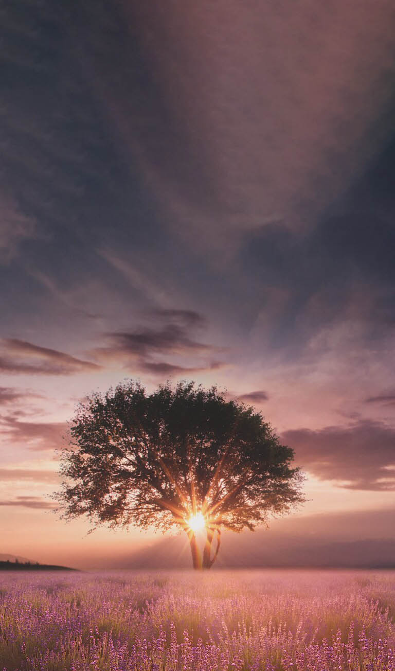 Une image d’un coucher de soleil capturé entre deux arbres dans un champ de lavande, sublimé par le processeur α5 Gen5 AI.