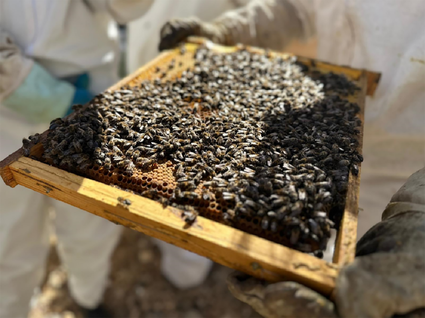 a photo of someone holding a hive with a bunch of bees on
