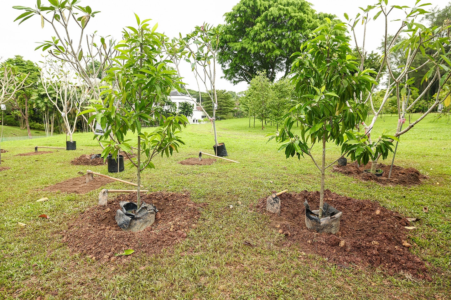 A picture of the planted trees at the park