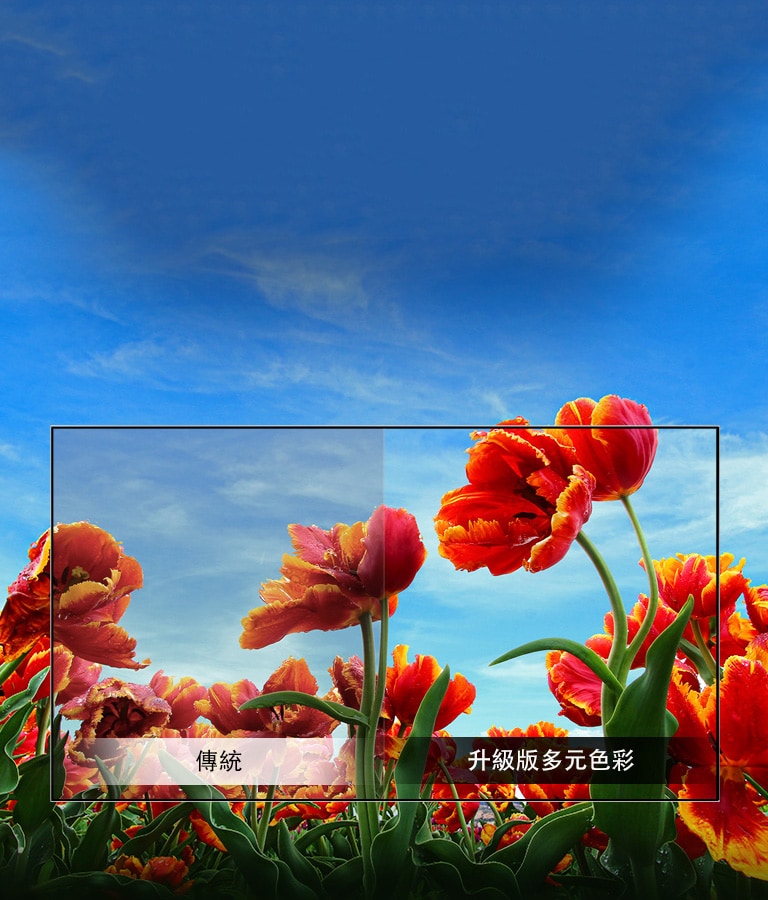 升級版多元色彩