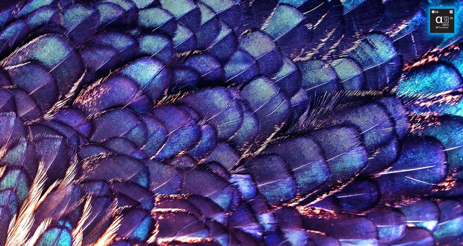 圖片顯示淡紫和平鳥上色彩斑斕的明亮羽毛紋理。圖片分為兩半，上半部分更加鮮艷靈動，寫著人工智能 8K 升級功能，配有處理器晶片圖，下半部分有點淡色。