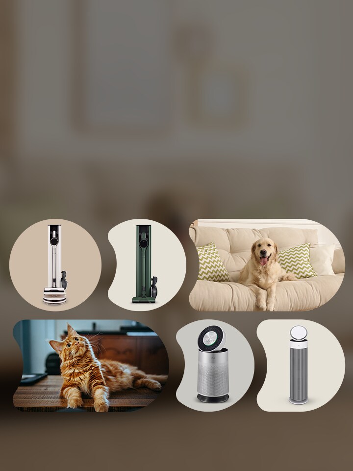 Pet Collection Offer