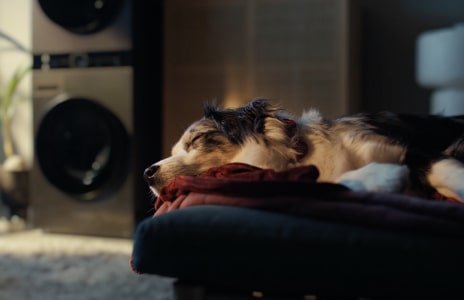 A dog is lying on the sofa, sleeping. Behind it, the LG WashTower is running.