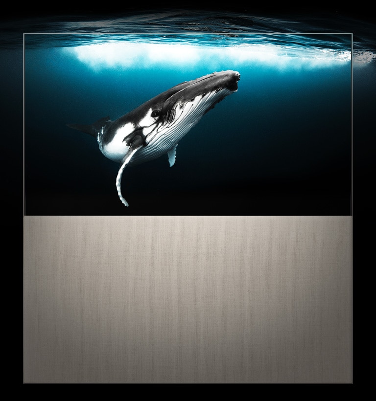 EASEL in Full View displaying a whale underneath the water while sunlight shines from above. The picture goes beyond the TV, demonstrating its immersive picture.