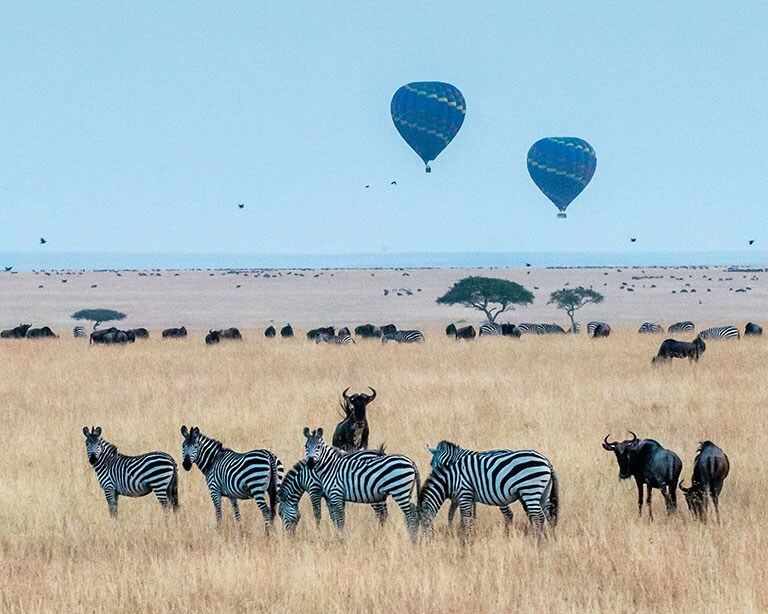 Zebras and wildebeests graze on the savanna of the Maasai Mara with hot air balloons in the sky, an idyllic scene to enjoy with family-friendly camping gadgets from LG.