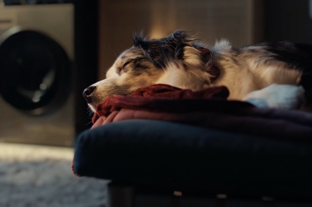 Seekor anjing berbaring di sofa, tidur. Di belakangnya, LG WashTower sedang bekerja.