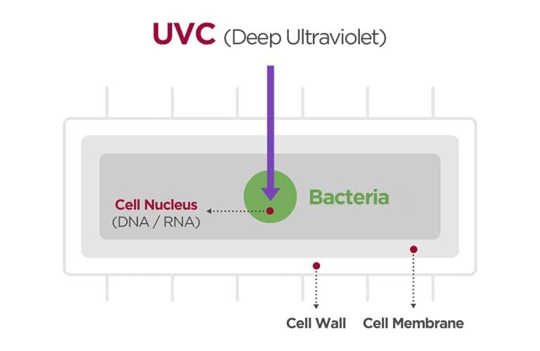 The image of bacteria cell and how the UVC sterilizes bacteria.