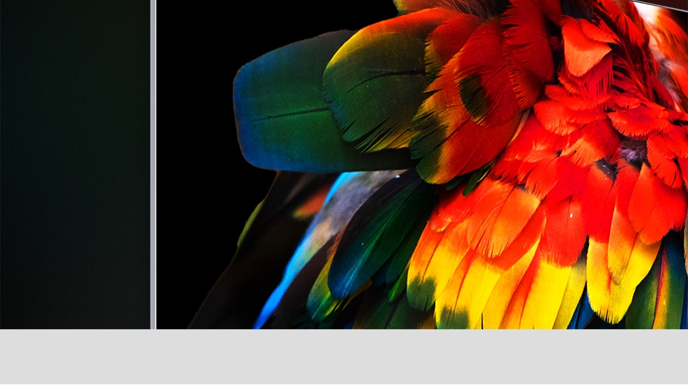 An image of a parrot's tail against a black background is displayed on the top corner of a slim OLED TV against a black background. Each color on the parrot's feathers is vivid and boldly defined.