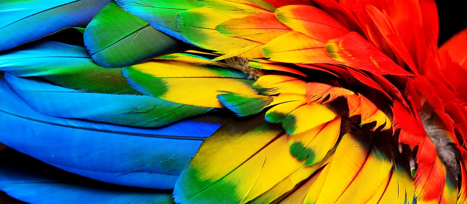 Colorful image with LG Wheel-less Laser & LED technology