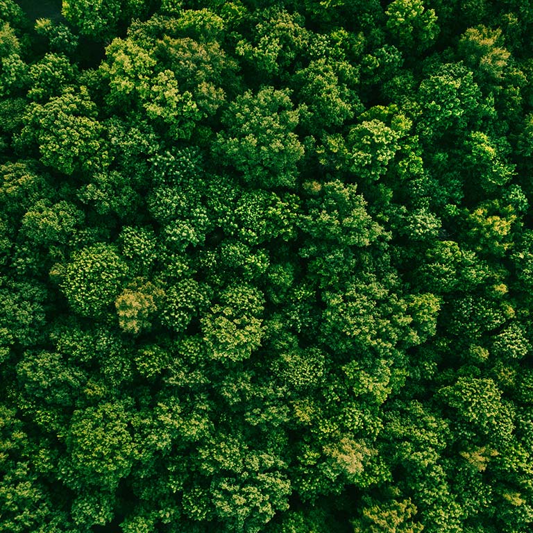 Una foto aerea di una foresta verde