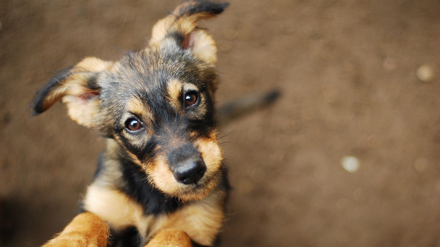 Muta cane, quanto dura: foto di un cane.