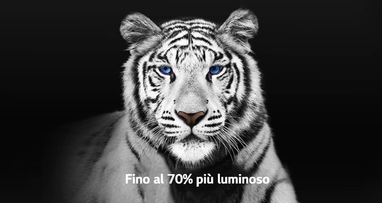 Un video che mostra 2 immagini di una tigre bianca affiancate. Il lato che rappresenta Brightness Booster Max appare fino al 70% più luminoso e riempie lo schermo.