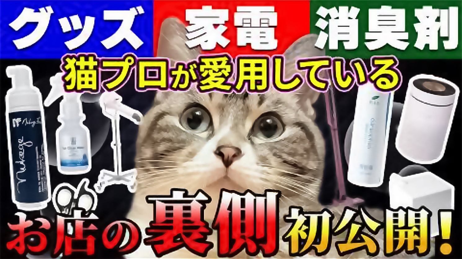 リアルな体験を、動画でご紹介_インフルキャットブリーダー 沢辺 様