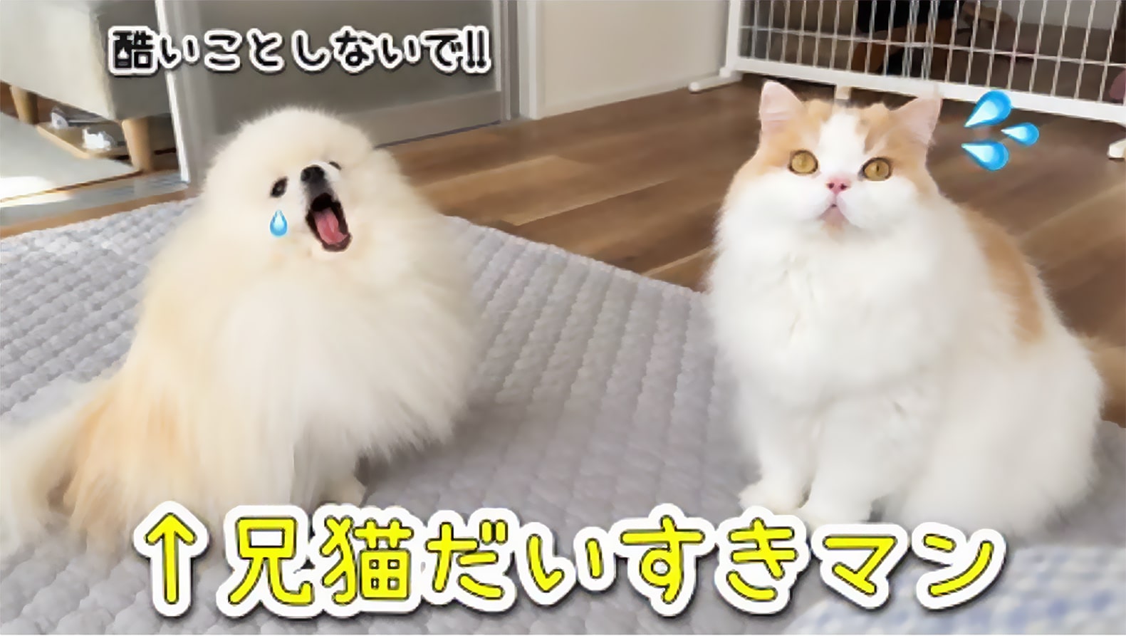 リアルな体験を、動画でご紹介_猫のレモンと犬のポテチちゃんねる 様