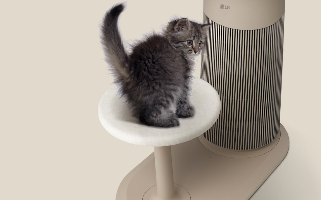清浄機の台の上に座る子猫の画像