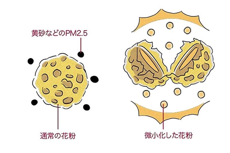 微小化した「花粉」の様子