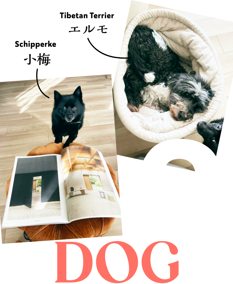 犬 スキッパーキ チベタンテリア