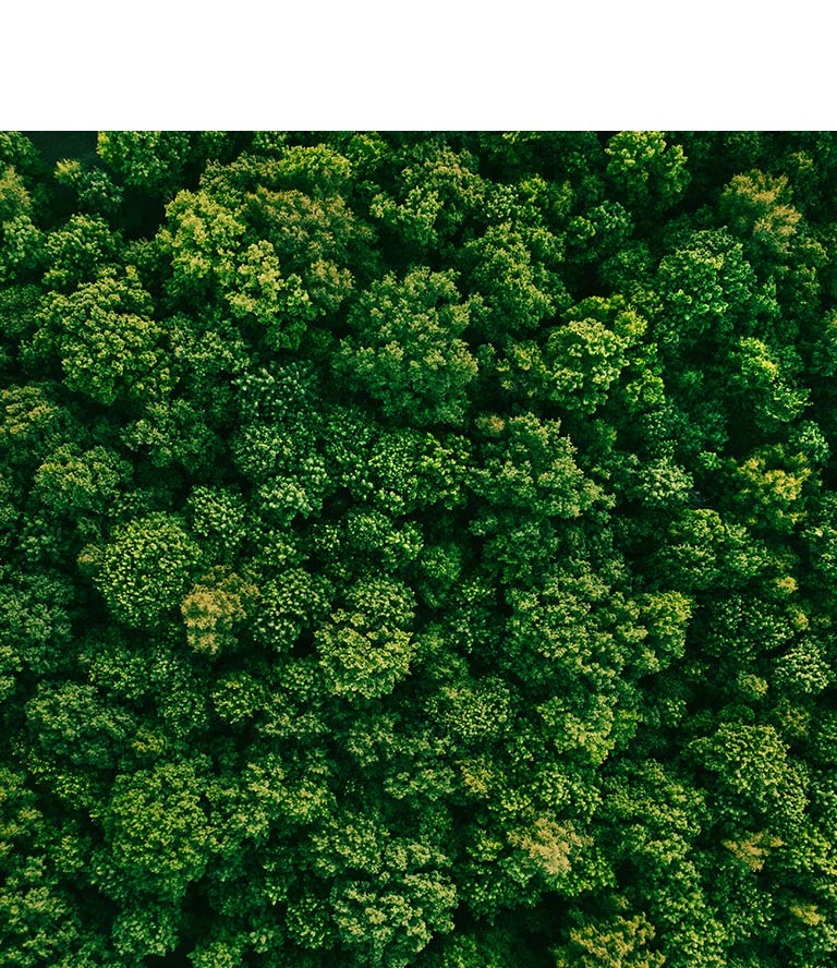 Vue aérienne d'une forêt verdoyante.