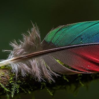 LG NANO 4K UHD AI NU855 con Nano Potenciador de Detalles muestra la imagen de una pluma, impulsada por el Procesador α AI, que detecta texturas y el volumen de color para realzar los microdetalles y ofrecer una calidad de imagen 4K más nítida y vibrante.