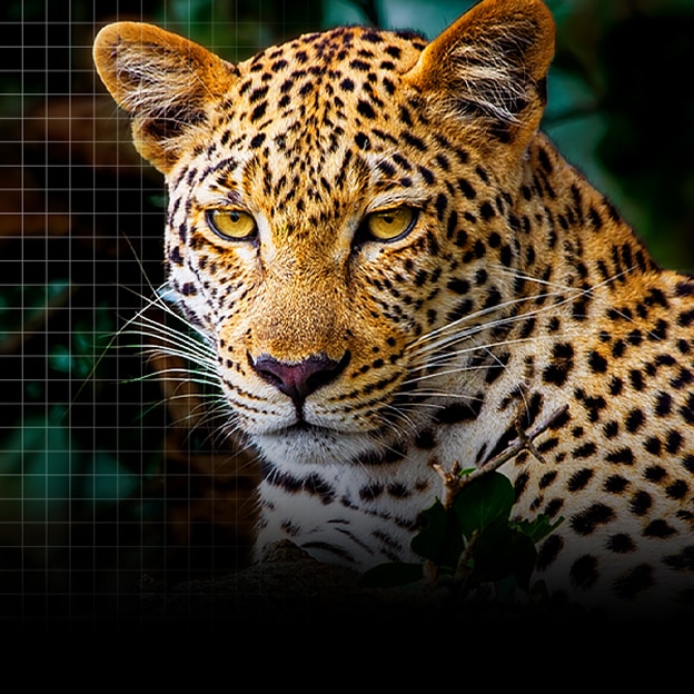 Líneas animadas se mueven a través de una imagen muy opaca y casi gris de un leopardo en el bosque, como si una supercomputadora analizara los elementos del fotograma. Un láser traza la silueta del leopardo y luego la imagen se mejora para verse más brillante, más nítida y más colorida. El fondo también se transforma de izquierda a derecha, mostrando ahora un mejor contraste, mayor profundidad y colores más intensos.