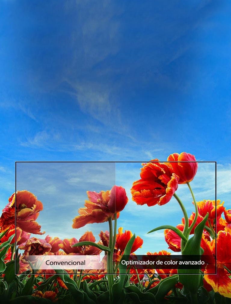 Optimizador de color dinámico<br>1