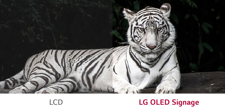 LG OLED Signage muestra un mejor contraste entre blanco y negro que la pantalla LCD normal.