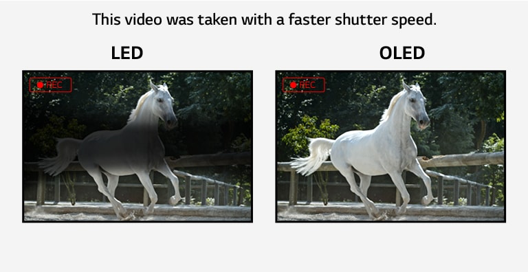 Comparación del parpadeo en una pantalla LED que muestra un parpadeo y una pantalla OLED que no parpadea al mostrar un vídeo de un caballo blanco corriendo. (reproducir video)