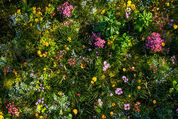 LG TV with 4K upscaling enhances lower-resolution content toward 4K-level clarity as a display presents detailed foliage and colorful flowers, refining textures and edges to deliver sharper, more defined visuals.
