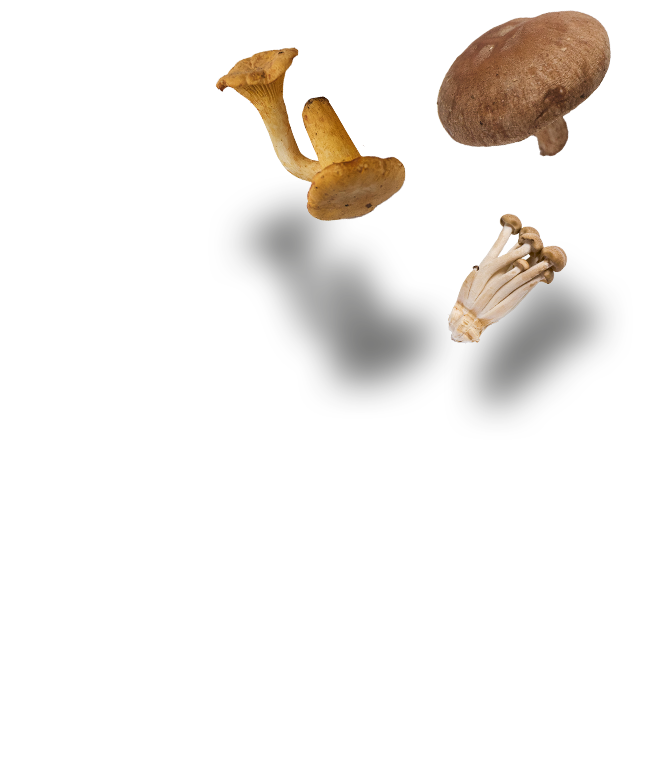 Verschillende soorten paddenstoelen die in een vers gekookte sotbap vallen.