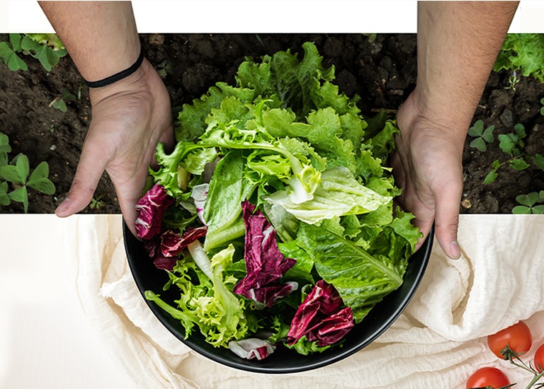 Hands holding a black bowl filled with fresh green and red lettuce over a white cloth, with soil and tomato plants around.