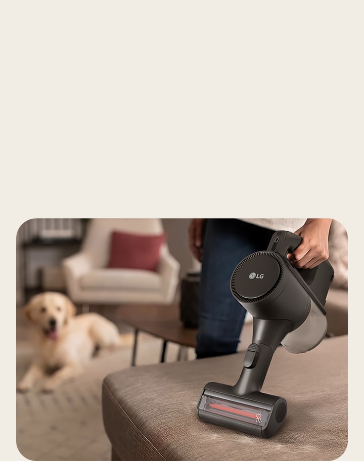 Lounge room scene with nozzle and gold dog in background