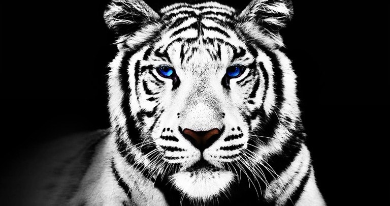 Behold our brightest 4K OLED