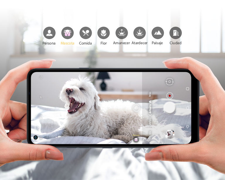 Primer plano de alguien sosteniendo un teléfono inteligente y tomando fotos a un perro
