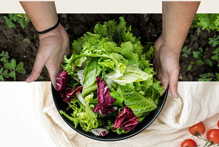 Na parte superior da imagem é ilustrada a colheita de alface no campo. Na parte inferior da imagem está uma salada fresca num prato redondo. Os vegetais destas duas imagens estão naturalmente interligados como se fossem uma só imagem.