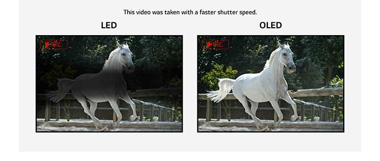 Comparação entre um ecrã LED com cintilação e um OLED sem cintilação num vídeo de um cavalo branco a correr.