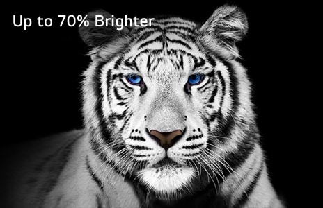 Uma imagem de um tigre branco contra um fundo preto que representa o Brightness Booster Max.