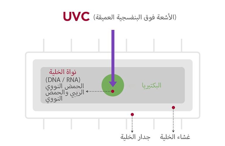 صورة الخلية البكتيرية وكيف تقوم الأشعة فوق البنفسجية بتعقيم البكتيريا.