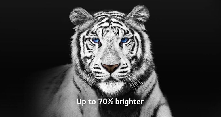 مقطع فيديو يعرض صورتين لنمر أبيض بشكل متجانب. يظهر جانب الصورة المحسَّن بميزة تعزيز السطوع Brightness Booster Max بدرجة إضاءة تصل إلى 70%، ثم يملأ الشاشة بأكملها.
