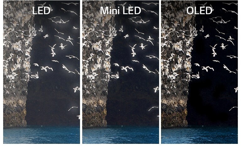 مقارنة بين أجهزة LED و Mini LED و OLED عند عرض نفس الصورة، طائر يرفرف بجناحيه على البحيرة.  تظهر أجهزة LED و Mini LED هالة حول أجنحة الطائر مما يجعلها تبدو غير واضحة.  تظهر أجهزة OLED باللون الأسود المثالي الأجنحة بوضوح. 