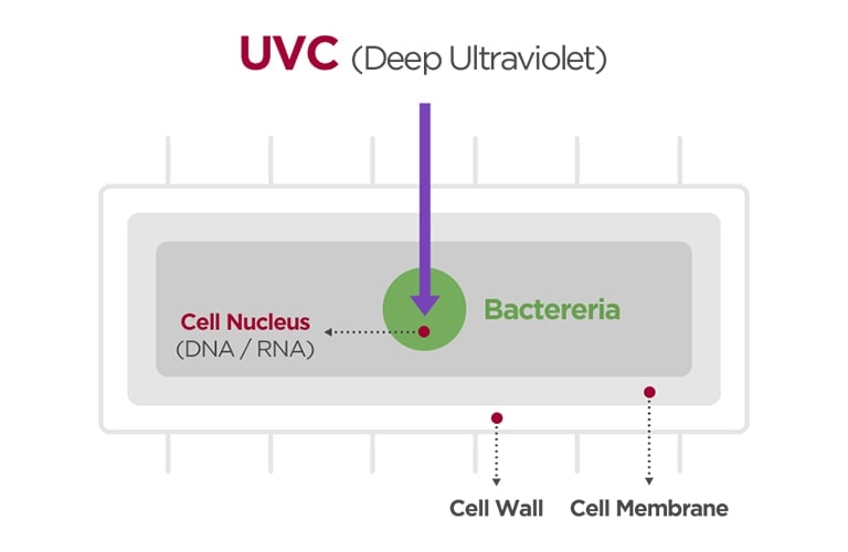 The image of bacteria cell and how the UVC sterilizes bacteria.