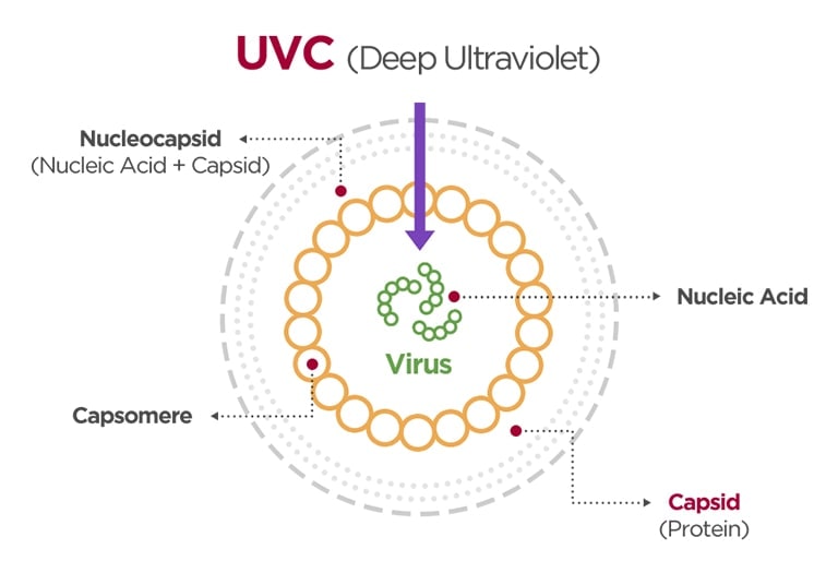 The image shows how the UVC sterilizes virus.