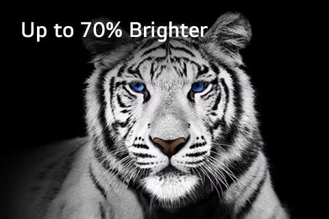 An image of a white tiger against a black background depicting Brightness Booster Max.