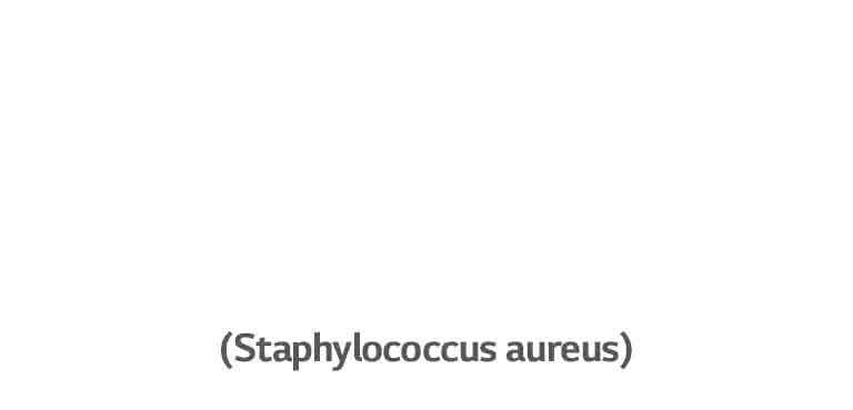 Staphylococcus aureus, a bacterium that causes ear infections.