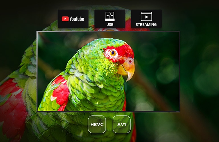 TV screen showing green parrot documentary with Youtube, USB and Streaming icons