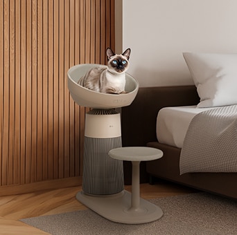 แมวนั่งบนสินค้าในห้องนอนมองไปข้างหน้า